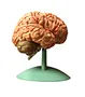Anatomy brain model for teaching